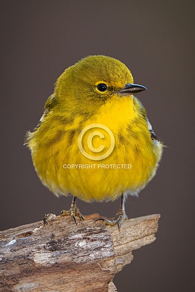 Pine Warbler