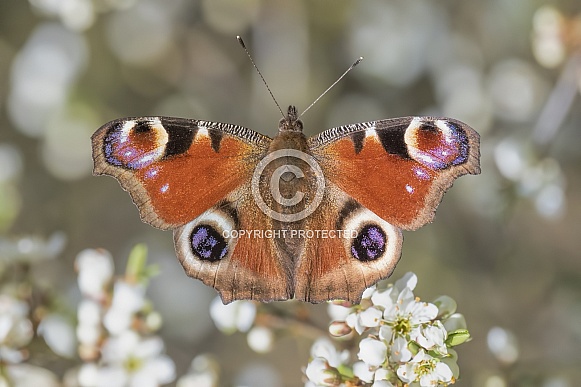Peacock butterfly