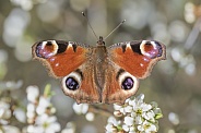 Peacock butterfly