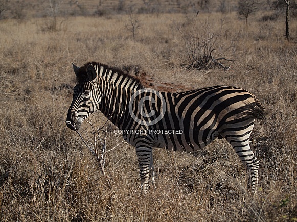 Burchell's (Plains) Zebras