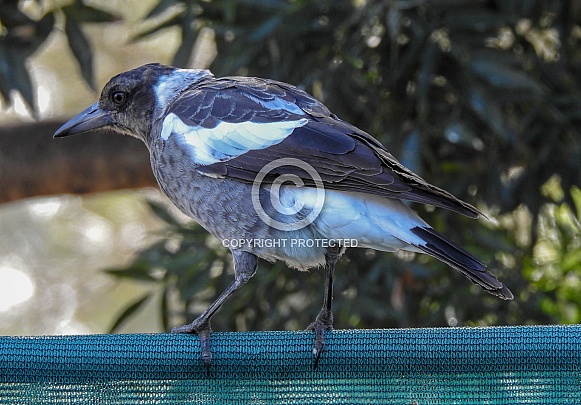 Australian Magpie Australian Magpie