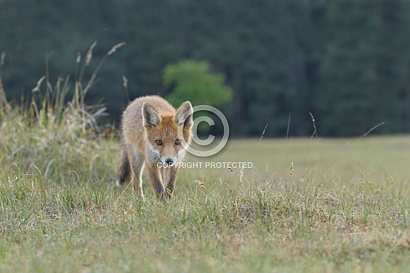Red fox cubs Red fox cubs