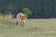 Red fox cubs