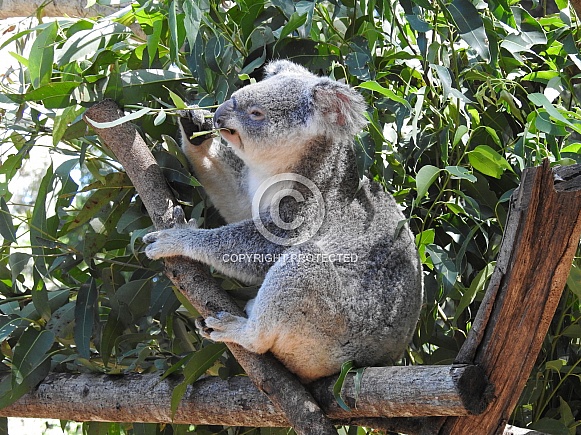 Koala