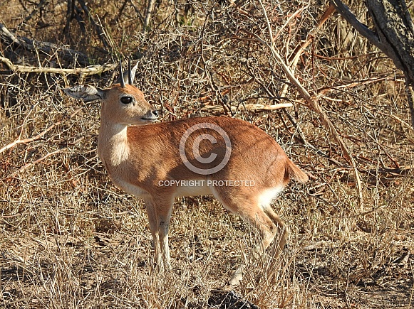 Steenbok