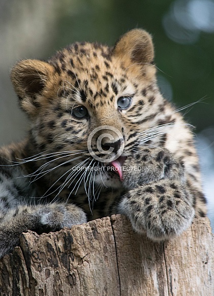 Amur Leopard Cub