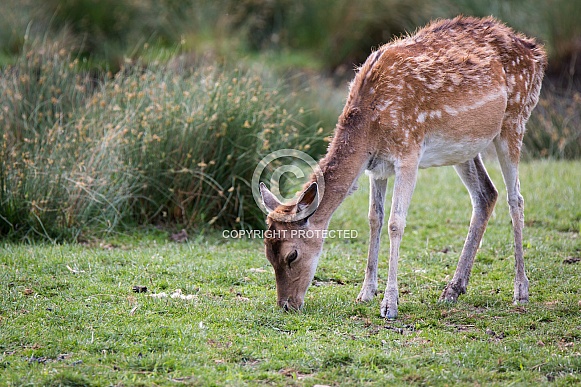 Fallow deer Fallow deer