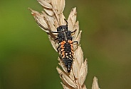 Ladybird Larvae