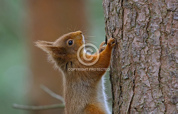 Red Squirrel