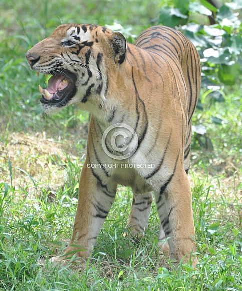 Royal Bengal Tiger
