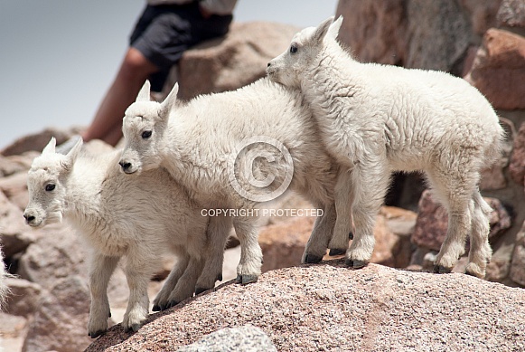 Three wild mountain goat kids Three wild mountain goat kids