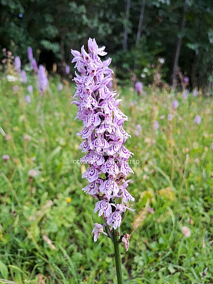 Common spotted orchid