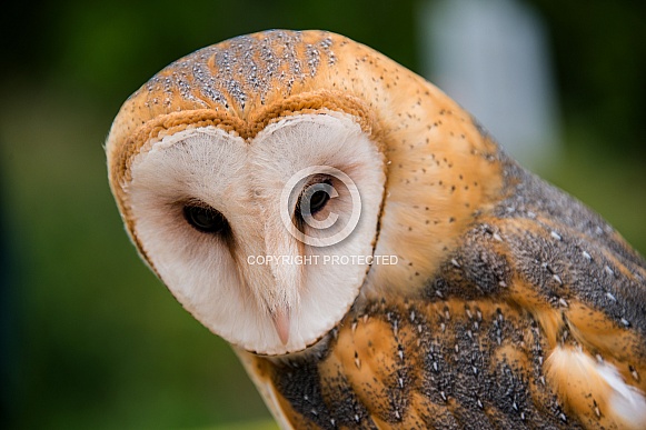Barn Owl