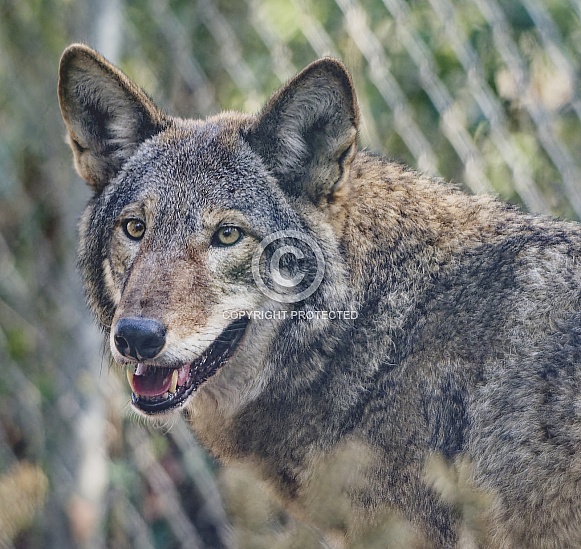 Red Wolf