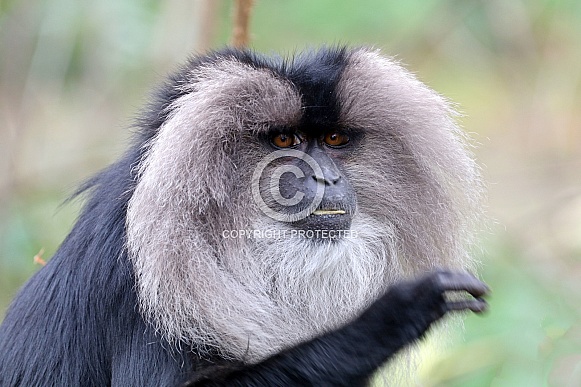 Lion-tailed macaque (Macaca silenus)