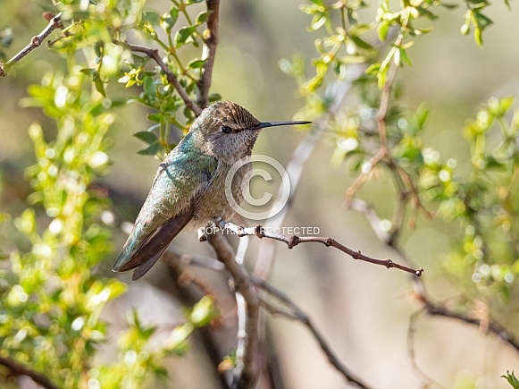 Anna's Hummingbird Female or Immature