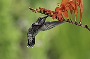 Hummingbird—Hover and Sip