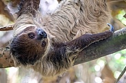 Linnaeus's two-toed sloth (Choloepus didactylus)