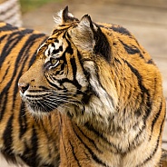 Sumatran Tiger