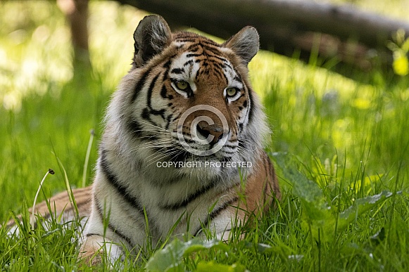 Amur Tiger Lying In The Grass Amur Tiger Lying In The Grass