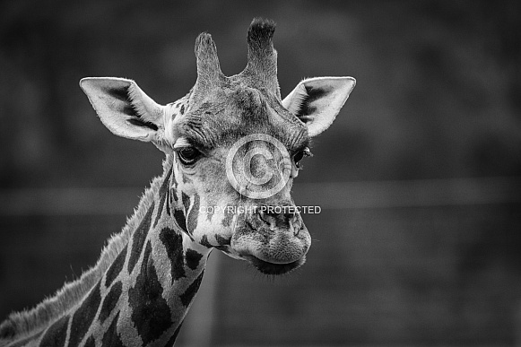 Giraffe Black and White Giraffe Black and White
