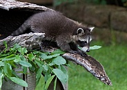 Baby Raccoon comes out of a Burrell