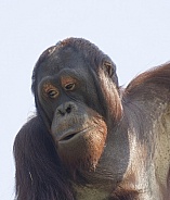 Orangutan