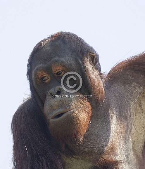 Orangutan