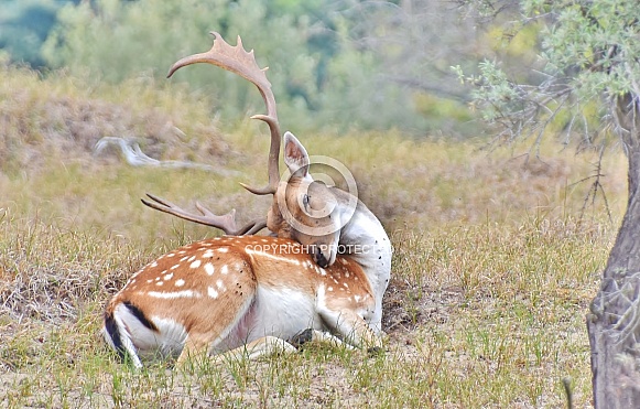 Fallow Deer