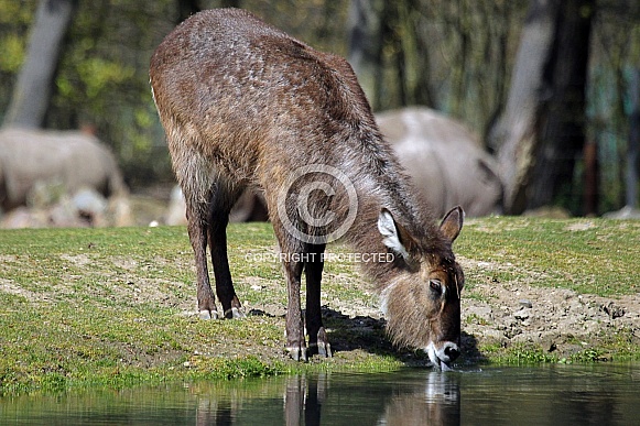 Waterbuck