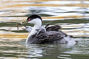 Western Grebe