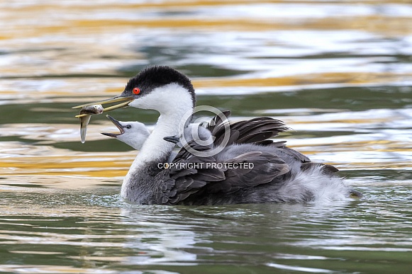 Western Grebe