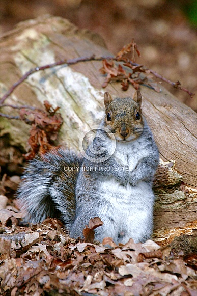 Grey Squirrel