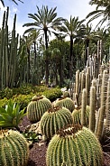 Cactus - Botanical Gardens