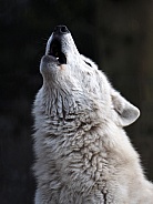 Howling white Hudson Bay wolf (Canis lupus hudsonicus)