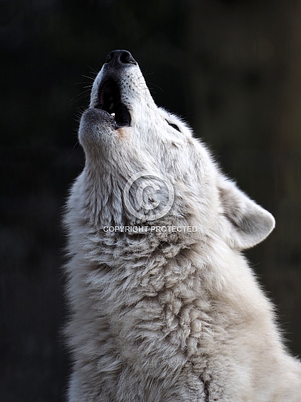 Howling white Hudson Bay wolf (Canis lupus hudsonicus)