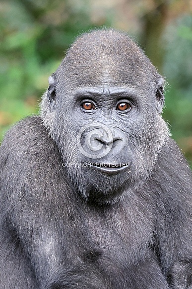 Western Lowland Gorilla (Gorilla Gorilla Gorilla)