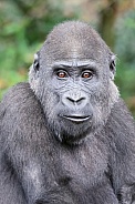 Western Lowland Gorilla (Gorilla Gorilla Gorilla)