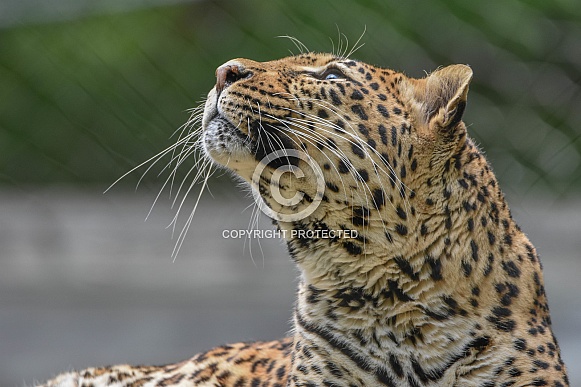 African Leopard