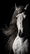 Andalusian Horse--Spanish Beauty