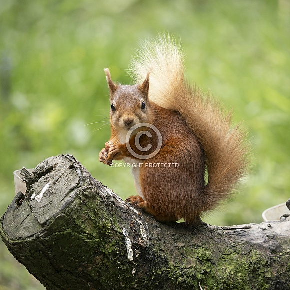 Red Squirrel