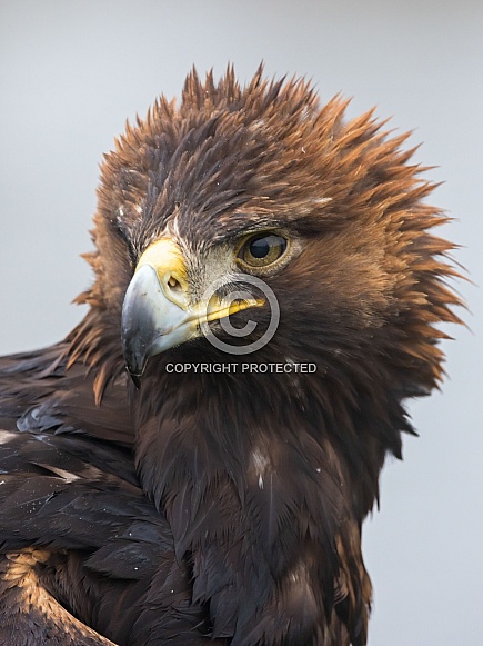 Golden eagle (Aquila chrysaetos) Golden eagle (Aquila chrysaetos)