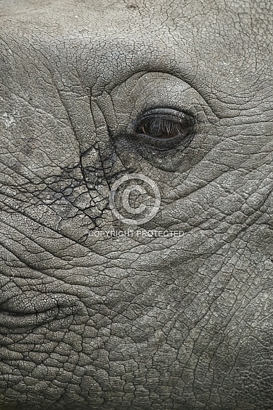 Indian rhino in the nature habitat Indian rhino in the nature habitat