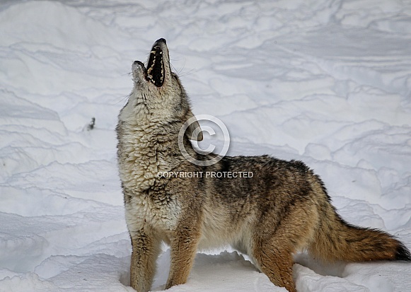 Coyote in winter snow