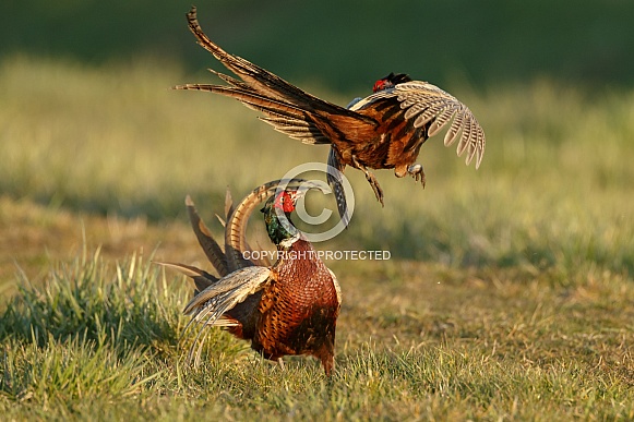 Pheasant bird a bird with beautiful colours