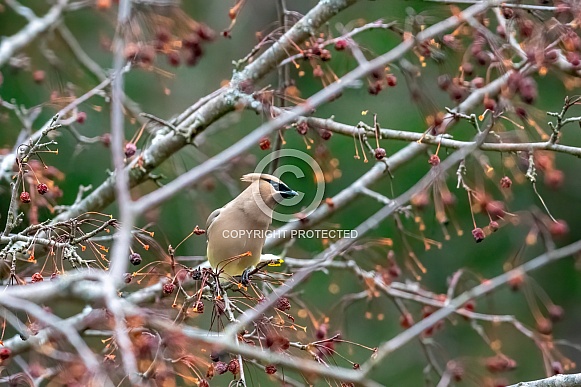 Cedar Waxwing (Bombycilla cedrorum) Cedar Waxwing (Bombycilla cedrorum)