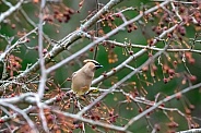 Cedar Waxwing (Bombycilla cedrorum)