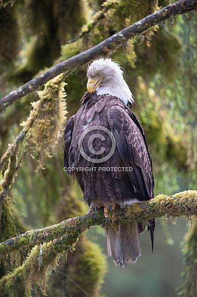 Bald Eagle