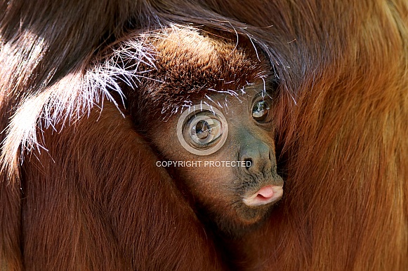 Red howler monkey (Alouatta seniculus) Red howler monkey (Alouatta seniculus)