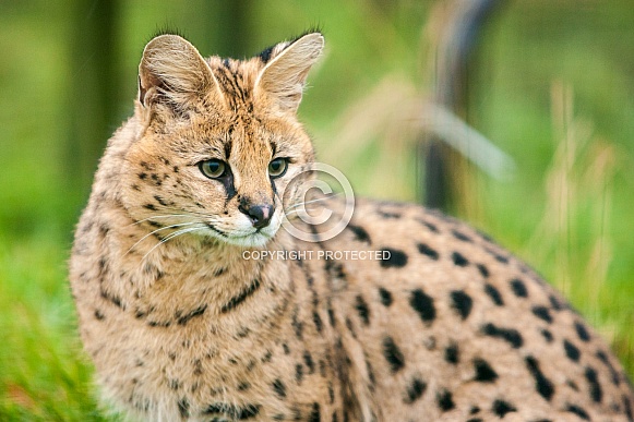 Serval Cat Serval Cat